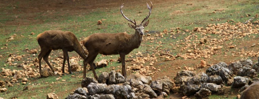 fauna sierra de cazorla